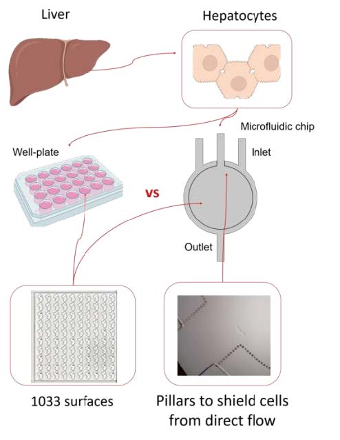 Master project description P1
