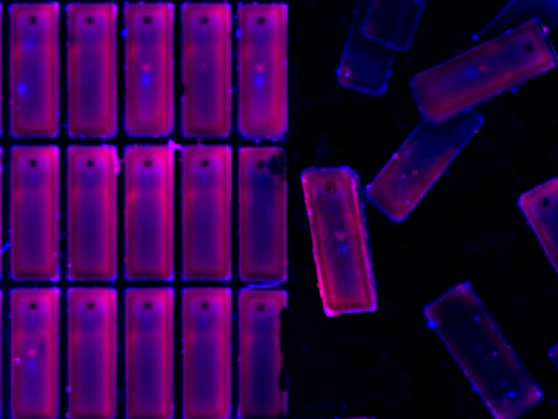 Hydrogel functionalization and micropatterning